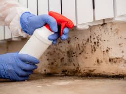 Environmental Consulting for Mold Prevention